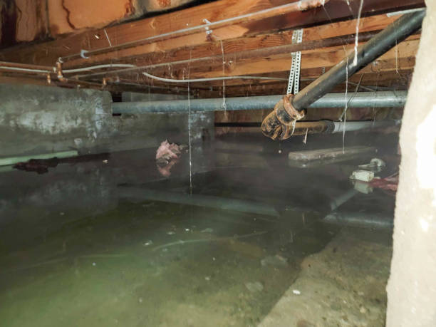 Best Professional water damage repair  in Point Pleasant, WV